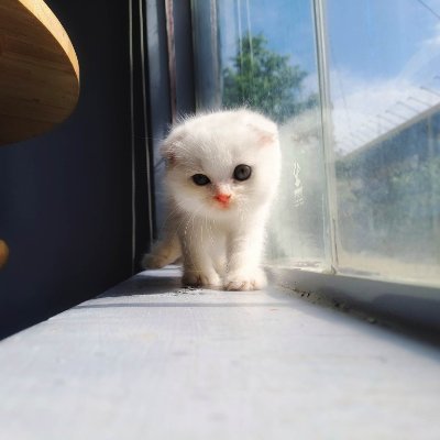 PetPlanet2709's profile picture. @VNXNET
@XMC
Trang chia sẽ về thú cưng - Ăn uống - Du Lịch
Pet - Food - Travel