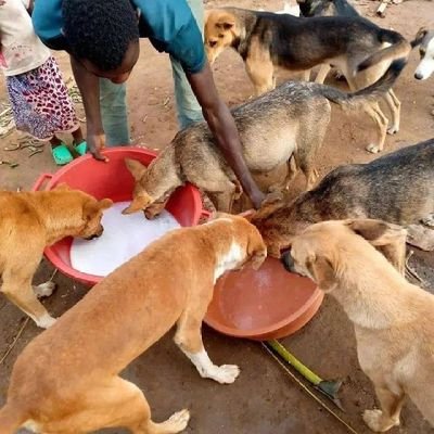 God fearing,I love animals most especially cat's 😹and dog's and to adopt young ones, abandoned animals 🐕‍🦺link in bio to donate anything little you have food