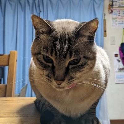 初代銀太郎😺二代目ひめこ😸三代目虎太朗😽です💕皆さんヨロシクお願いします(∩_∩;)P✌️
#保護猫
#猫のいる生活