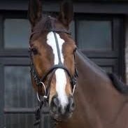 Apesey ♥s Kauto Star 💜💚💛(@ApeseyApril) 's Twitter Profile Photo