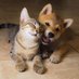 Cats&Dogs4YourSoul (@catsndogs4everr) Twitter profile photo