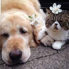 Connect friends everywhere with funny dog and cat images