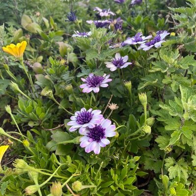 Kozakura_0214's profile picture. RW↑LS↓の凸凹。あまりに聞き取れなさすぎてAPDの疑いあり？家族全員動物が好き🦜🦆🐶🐈 英語学習垢、教育垢、発達垢以外の方はブロ解するかもです🙏弁護士保険には入ってないけど、本人訴訟できるよ🩷