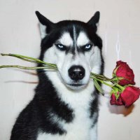 Dog Wind (@eswertwqfqeygu) Twitter profile photo