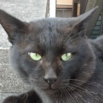 黒猫男爵さんのプロフィール画像