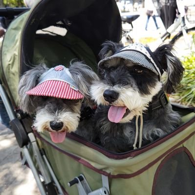 先住犬ころんと保護っ子みる
無言フォローごめんなさい。