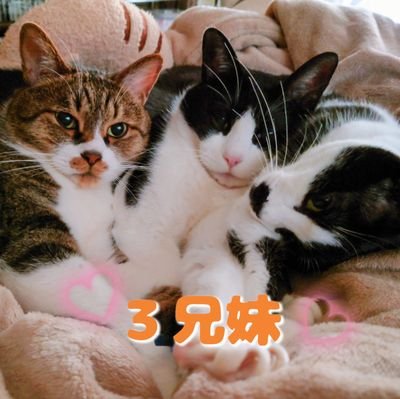 2009.5.25生まれの黒猫兄弟→実家(弟チャコ2021·5·11虹の橋へ🌈)
2018.12.15生まれの黒白ハチワレ、キジシロ、白黒ブチの３兄妹→我が家
最近、我が家の庭に来ていた野良猫８にゃん保護しました😺
にゃんこは愛情深く可愛い癒やしの天使です🥰
猫好きさん大歓迎です😊フォローお待ちしております😺