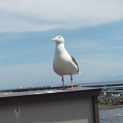 gk_yz_o3o3's profile picture. サブカルとウォッカを愛するでん同士🐚
番傘の人
（旧姓赤ふぅど）