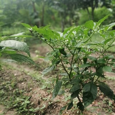 Amo el mundo Agrícola