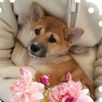 ドイツの柴犬🌸姫さん(@TEK141028) 's Twitter Profile Photo