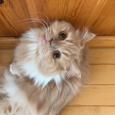 もも&ここʚɞひなこʚɞさだこと暮らしていますʚɞ撮りたまった写真も投稿しますʚ ɞ猫犬動物関係はふぉろーʚɞ あやしい変な垢❎ DM❎ DMはしませんʚ ɞかわいいはなんでもすき♡ͥ︎ ♡ͦ︎ ♡ͮ︎ ♡ͤ︎ 𝙱𝚕𝚞𝚎𝚜𝚔𝚢⇽ 𝚖𝚘𝚖𝚘-𝚌𝚘𝚌𝚘