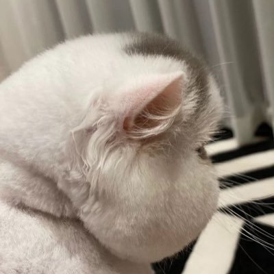 DwngciThad9717's profile picture. 