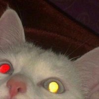 Neko (@istackneko) 's Twitter Profile