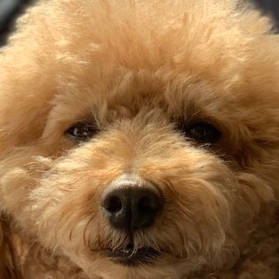 shuriさんのプロフィール画像