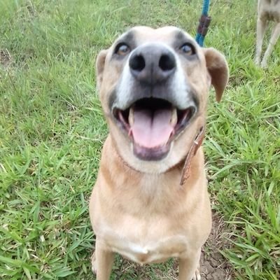 Abrigo 🐕
cães resgatados                                    FAÇO CHAMADA EM VÍDEO 🎥                                      
Se puder nos ajude 🆘Pix 41996768866