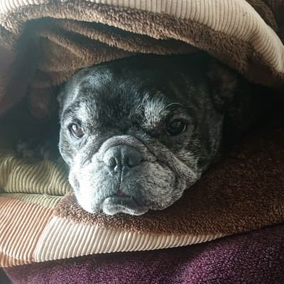 へいぽー（いぬカワbot） (@hey_po_XX) / Posts / X