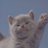 zoloo_cat's profile image