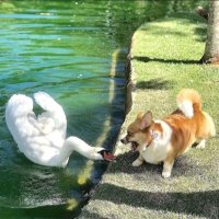 Snugglecorgi69(@evilcorgi69) 's Twitter Profile Photo