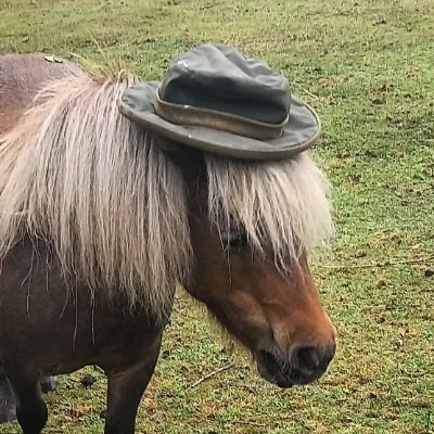 We provide equine-assisted education and wellbeing activities to people of all ages and abilities.