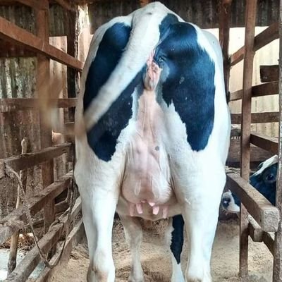 +254713802746 for quality pedigree friesian ,holsteins,jersey ,aryshires breeds lets connect
Start your own generation of dairy with incalf pedigree heifers🐄