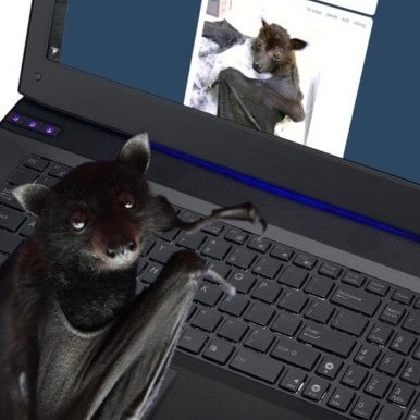 NOCTURNALVULPEZ's profile picture. ˖°🦇ִ ࣪𖤐FΘXBΔT • 20z • he/him • artist of sorts • monsters & metal 🖤‧₊˚