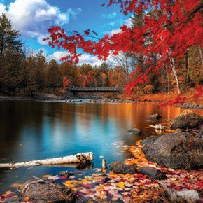 dreamboxin's profile picture. 