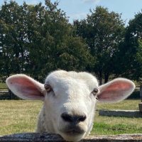 Gary the he-goat (@ph5440) 's Twitter Profile