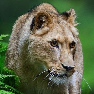 inusab545's profile picture. @inusab