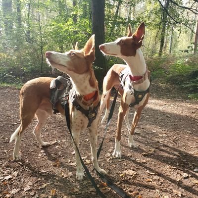 VicksPayneUK's profile picture. Middle aged woman, held hostage by Spanish rescue dogs, occasionally venturing into the twittersphere to see what's going on 👀