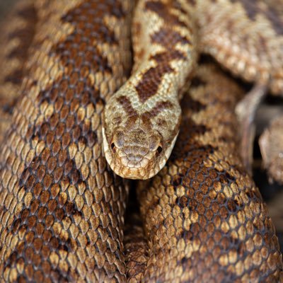 Year 4 MEng Biomedical Engineering at Imperial College - Interested in snakes, spiders and centipedes (and their toxins) | Writer | TEDx speaker | Photographer