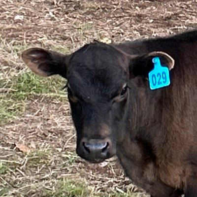 SgtPepper029's profile picture. 