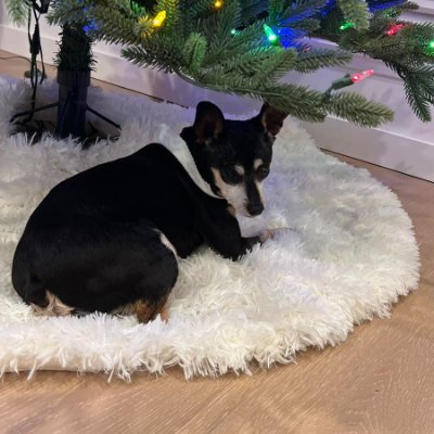 fifitrixcbell's profile picture. Irish