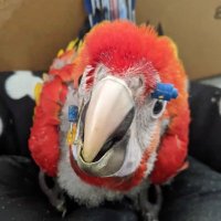 Jerry Parrots 🦜 (@jerryparrots) 's Twitter Profile