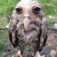 NilEis (@n1le1s) Twitter profile photo