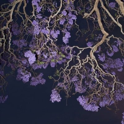 Cha8ainay's profile picture. 