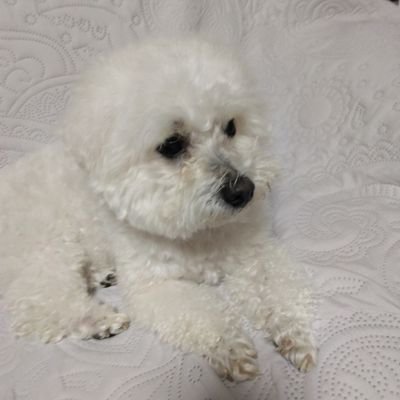 caAqKgTTwEXZvZl's profile picture. ADHD/自閉スペクトラム/双極性障害かと思ったら統合失調症だった
三回の入院経験あり
飼い犬と植物に夢中