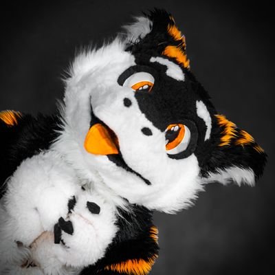 SilySox Profile Picture