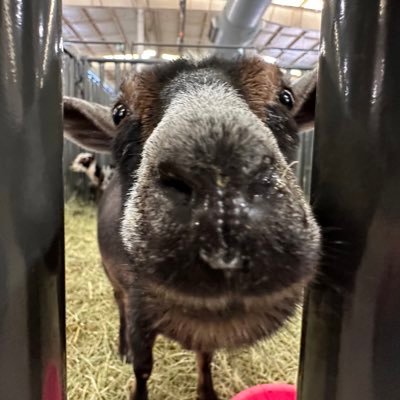 damnedskyler's profile picture. my dog ^