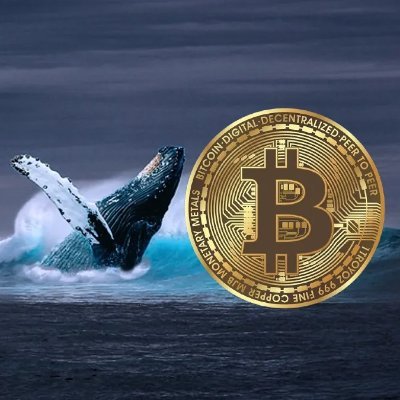VietNamWhales's profile picture. Viet Nam Whales