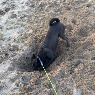 KejinWang10's profile picture. GISer, PhD. RSGIS lab at LSU.