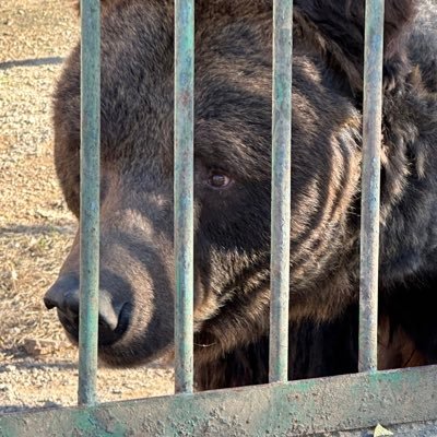 billyan1981's profile picture. 声明：本人精神分裂症患者，喜欢一本正经地胡说八道，只对上推期间发表的你不喜欢的言论负责💕