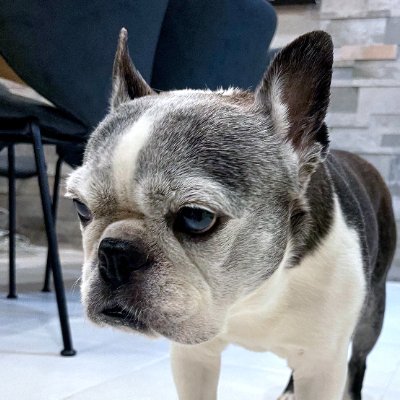 二児の父。犬好き ボストンテリア ブサカワ犬 保護犬 音楽 弦楽器 Guitar REDWING 靴 ブーツ デニム LEVIS らーめん