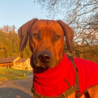 Maya Bundt (@mayabundt) 's Twitter Profile