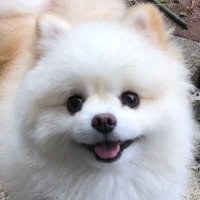 ポコ🐶🐾🐾🍀 (@poko_0103) 's Twitter Profile