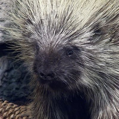 PorcGuy Profile Picture