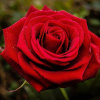 Kholil (@yanti77449514) 's Twitter Profile