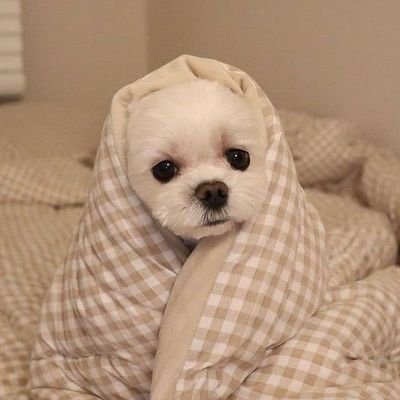 Haru_ttee's profile picture. she/her 

TXT- my home 

Moa I love you :3