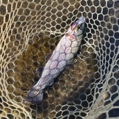 エリアトラウトはまってます。🎣🐟 2023/10に友達に誘われてトラウト再開しました。 まだまだ1シーズン目の初心者です。