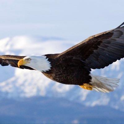 The Perfect_Eagle