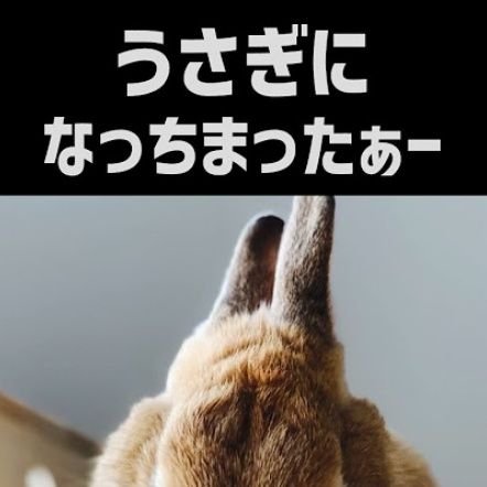 ラヴィットうさぎさんのプロフィール画像
